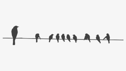 Birds Png Transparent Images - Bird On Line Png, Png Download, Free Download