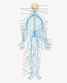 Peripheral Nervous System Unlabeled, HD Png Download, Free Download