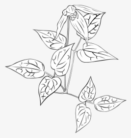 Nightshade, Plant, Clematis, Leaves, Outline - Leather Flower, HD Png Download, Free Download