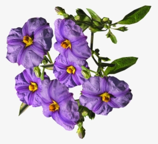 Flowers, Purple, Shrub - Nightshade Flowers Transparent Background, HD Png Download, Free Download