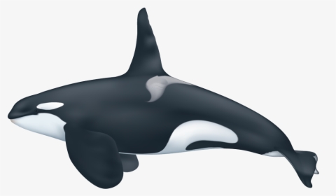 Scarce Picture Of A Killer Whale Orca - Killer Whale, HD Png Download, Free Download