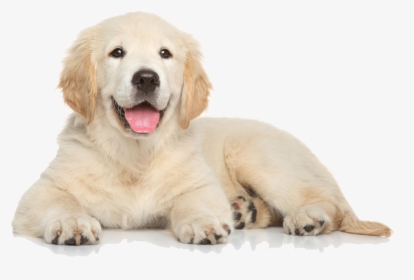 Golden Retriever Puppy Png File, Transparent Png, Free Download