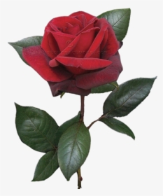 Single Red Rose Bud, HD Png Download, Free Download