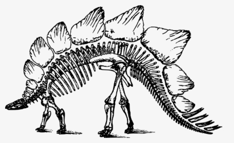 Bone, Dinosaur, Skeleton, Stegosaurus - Clipart Dinosaur Skeleton, HD Png Download, Free Download