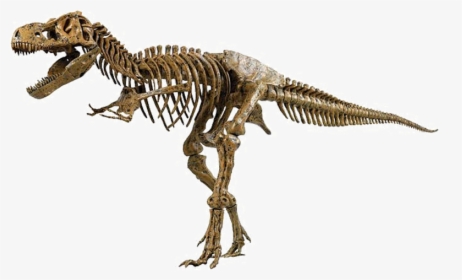 Cg2873 - T Rex Dinosaur Fossil, HD Png Download, Free Download
