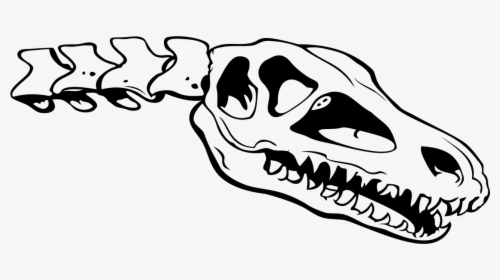 Skull Skeleton Bone Free Photo - Png Silueta Craneo Dinosaurio, Transparent Png, Free Download