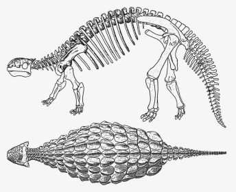 Ankylosaurus Skeleton Bones Clip Arts - Ankylosaurus Skeleton Clipart, HD Png Download, Free Download
