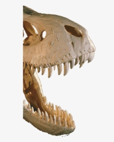 Dinosaur Bones Png, Transparent Png, Free Download