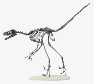 Bambiraptor Skeleton, HD Png Download, Free Download
