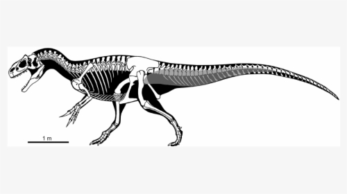 17871 - Allosaurus Skeleton, HD Png Download, Free Download