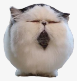 #freetoedit #funny #cat - Asian, HD Png Download, Free Download