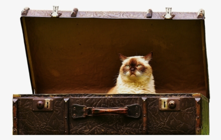 Luggage, Antique, British Shorthair, Cat, Cute, Funny - Cat, HD Png Download, Free Download