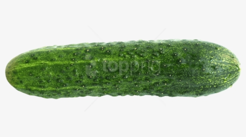 Cucumber Png Png, Transparent Png, Free Download