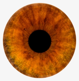 Transparent Brown Eye Png, Png Download - kindpng