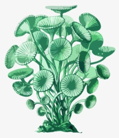Seaweed Art Forms In - Blue Green Algae Drawing, HD Png Download, Free Download