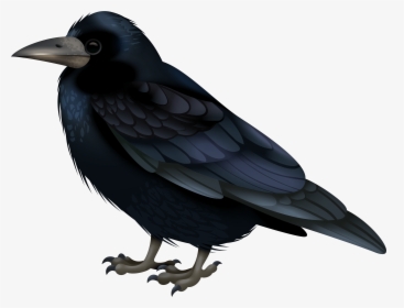 Black Crow Transparent Image, HD Png Download, Free Download