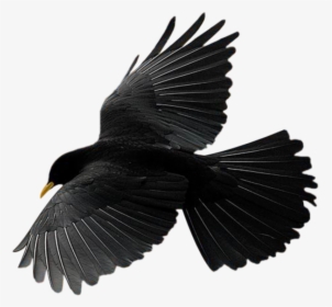 #bird #raven #crow #flying #freetoedit - 2010, HD Png Download, Free Download