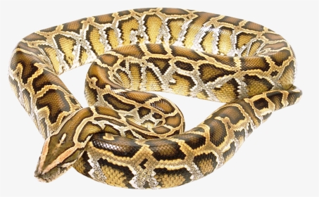 Snake Png Transparent Image - Burmese Python No Background, Png Download, Free Download