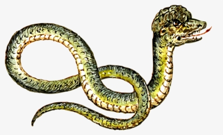 Peculiar Snake Clip Arts - Serpiente Peculiar, HD Png Download, Free Download