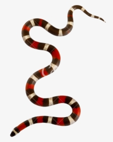 Milk Snake Png - Transparent Background Snake Png, Png Download, Free Download