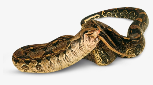 Snake - الزواحف, HD Png Download, Free Download