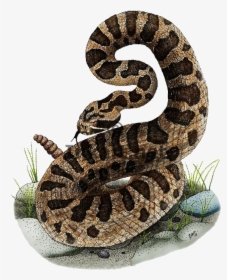 Eastern Massasauga Rattlesnake Color, HD Png Download, Free Download