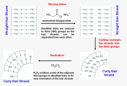 Diagram, HD Png Download, Free Download