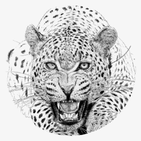 Cheetah Snow Leopard African - Realistic Leopard Head Drawing, HD Png Download, Free Download