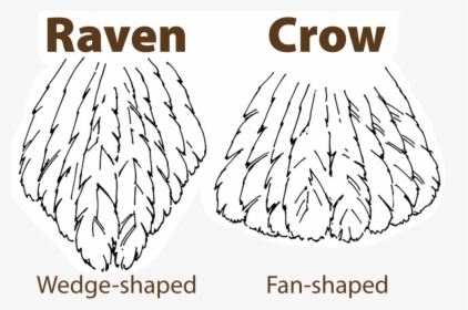 Raven Vs Crow Tail - Do You Tell A Crow And Raven Apart, HD Png Download, Free Download