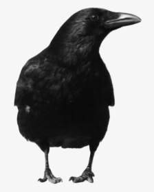 Crow Png, Transparent Png, Free Download