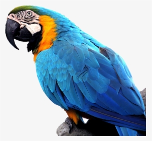 Macaw On Branch - Macaw, HD Png Download, Free Download