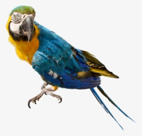 Macaw Png Transparent Images - Parrot With No Background, Png Download, Free Download