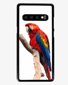 Macaw Cell Phone Case - Macaw Parrot White Background, HD Png Download, Free Download