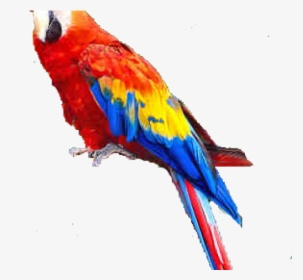 Macaw Clipart Transparent - Macaw Tropical Birds, HD Png Download, Free Download