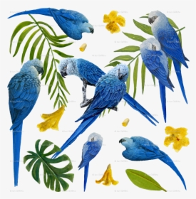 Spix's Macaw, HD Png Download, Free Download