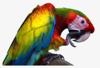 Macaw Png Image With Transparent Background - Verdi Macaw, Png Download, Free Download