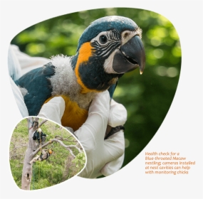 Blue-throated Macaw Chick, Camera Surveillance - Macaw, HD Png Download, Free Download