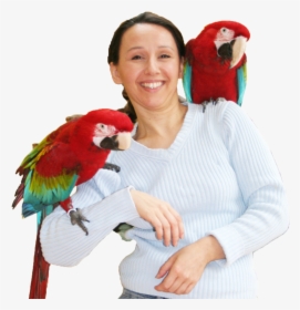 Tbs Header Ann 2 Aras - Macaw, HD Png Download, Free Download