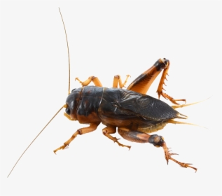 Cricket Insect Png - Cricket Bug Png Transparent, Png Download, Free Download