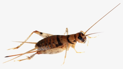 Cricket Insect Png - Insect Cricket Png, Transparent Png, Free Download