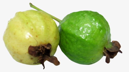Guava Png Image - Clipart Picture Of Guava, Transparent Png, Free Download