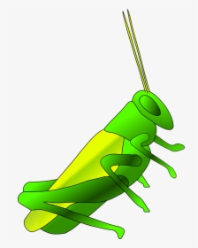 Cricket, Long, Green, Blue, Antennas, Insect, Animal - Grasshopper Clip Art, HD Png Download, Free Download