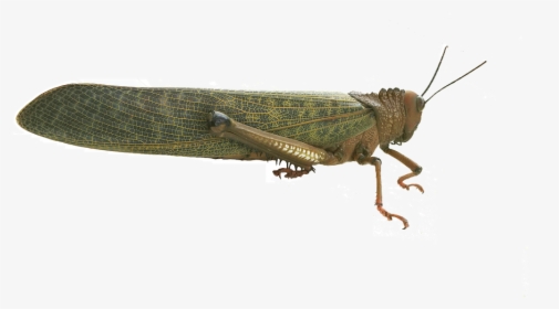 Grasshopper Cricket Animal Free Photo - Band Winged Grasshoppers, HD Png Download, Free Download