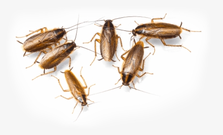 Blattella Germanica, HD Png Download, Free Download