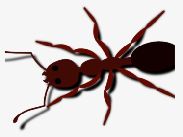 Transparent Cricket Animal Clipart - Ant Clip Art, HD Png Download, Free Download