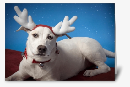 Irritated Dog With Reindeer Ears Greeting Card - Reindeer, HD Png Download, Free Download