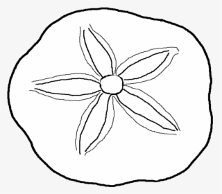 Sand Dollar Drawing - Sand Dollar Coloring Pages, HD Png Download, Free Download