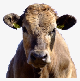 Vaca Fara Coarne , Png Download - Am Cow, Transparent Png, Free Download