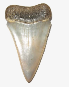Shark Teeth Transparent Image - White Shark Teeth Png, Png Download, Free Download