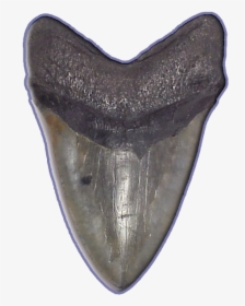 Shark Teeth Png Image - Shark Tooth Png, Transparent Png, Free Download
